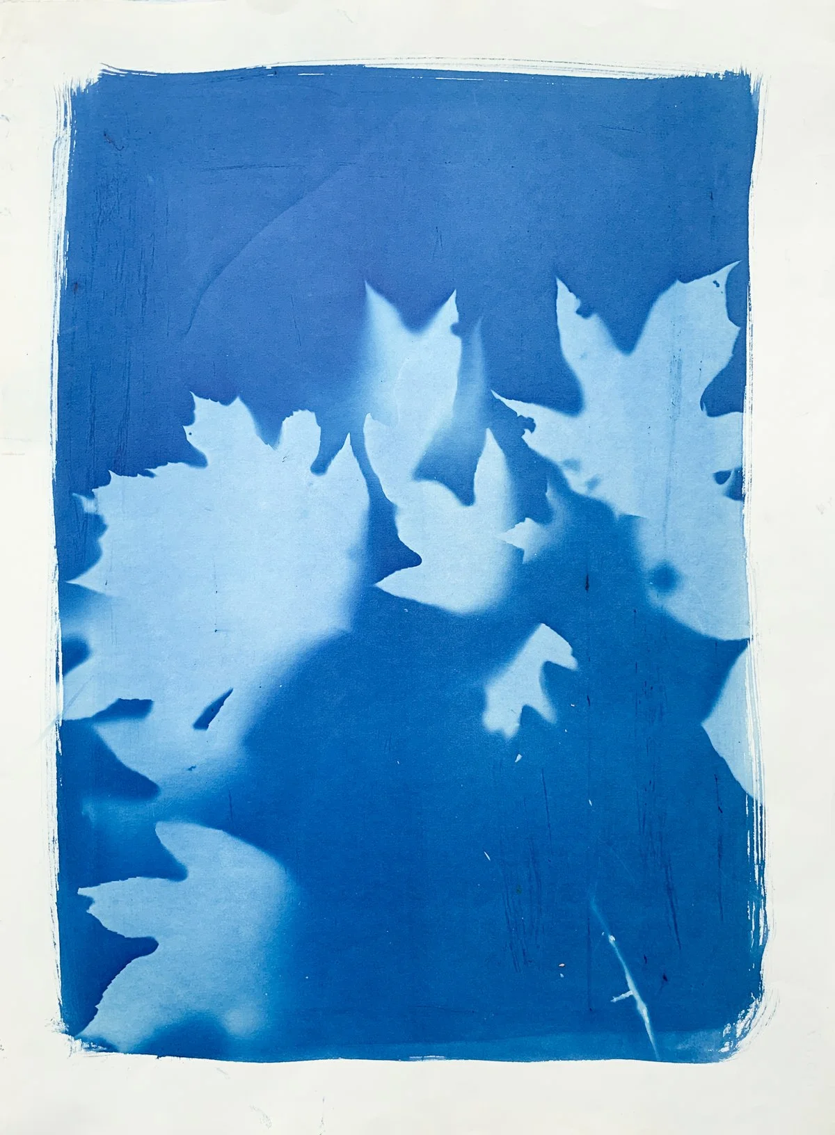 cyanotype_oakleaf hydrangea_22x30-4232.jpg