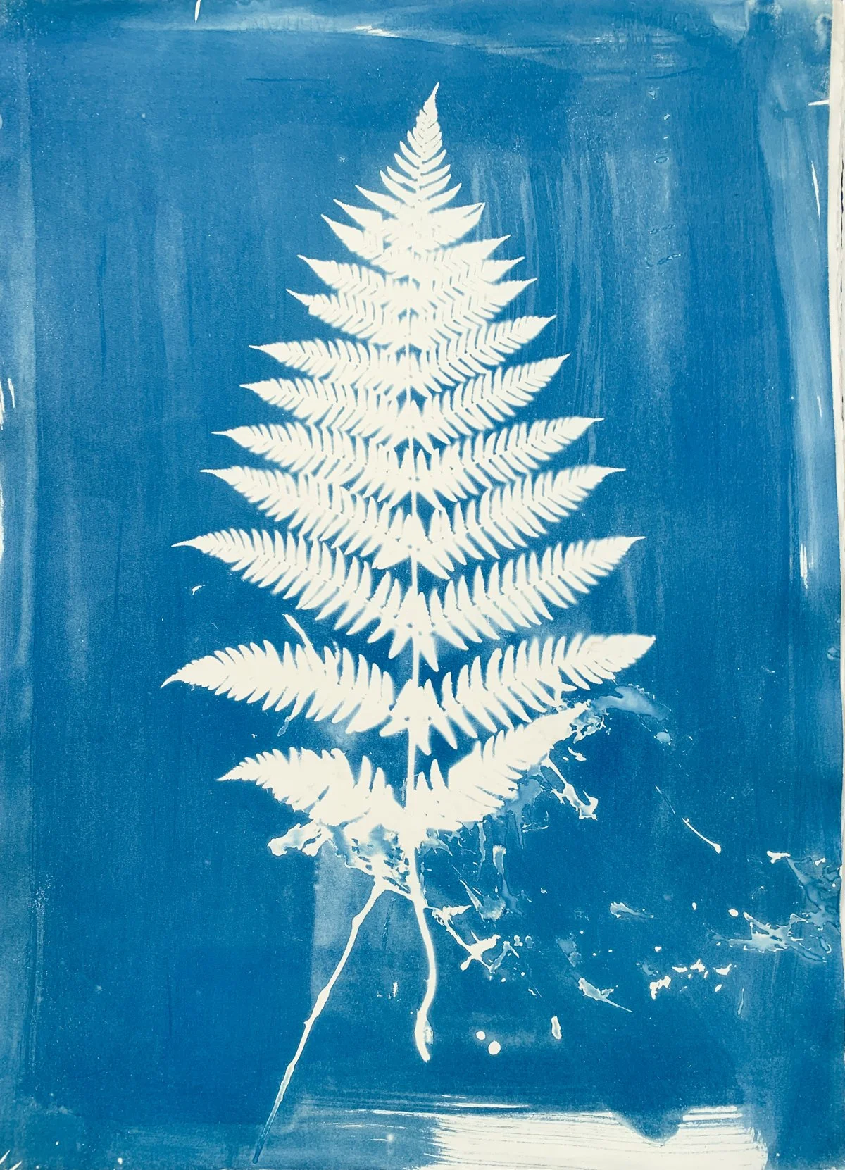 cyanotype_watery fern_22x30-4229.jpg