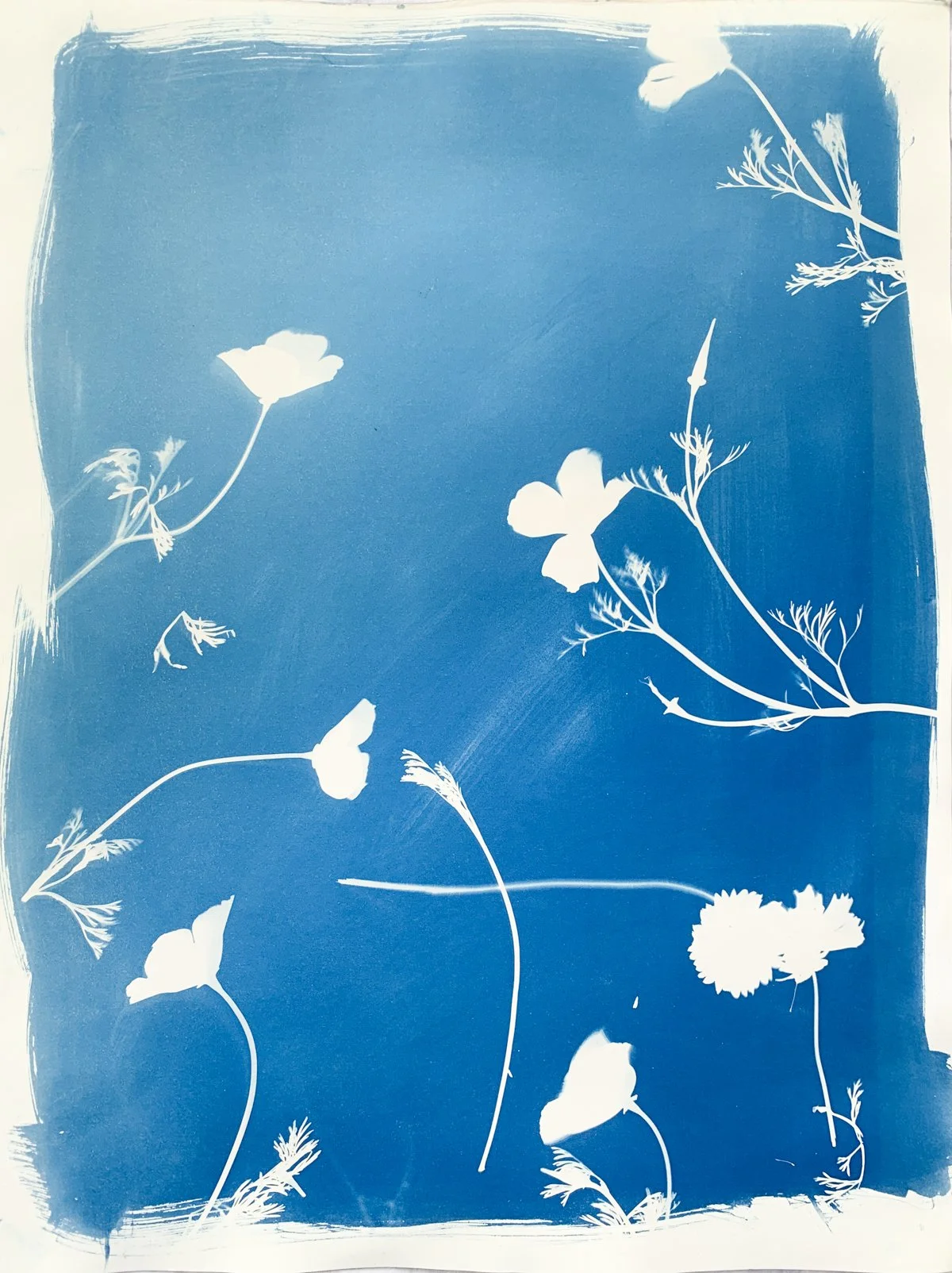 cyanotype_garden_18x24-4228.jpg
