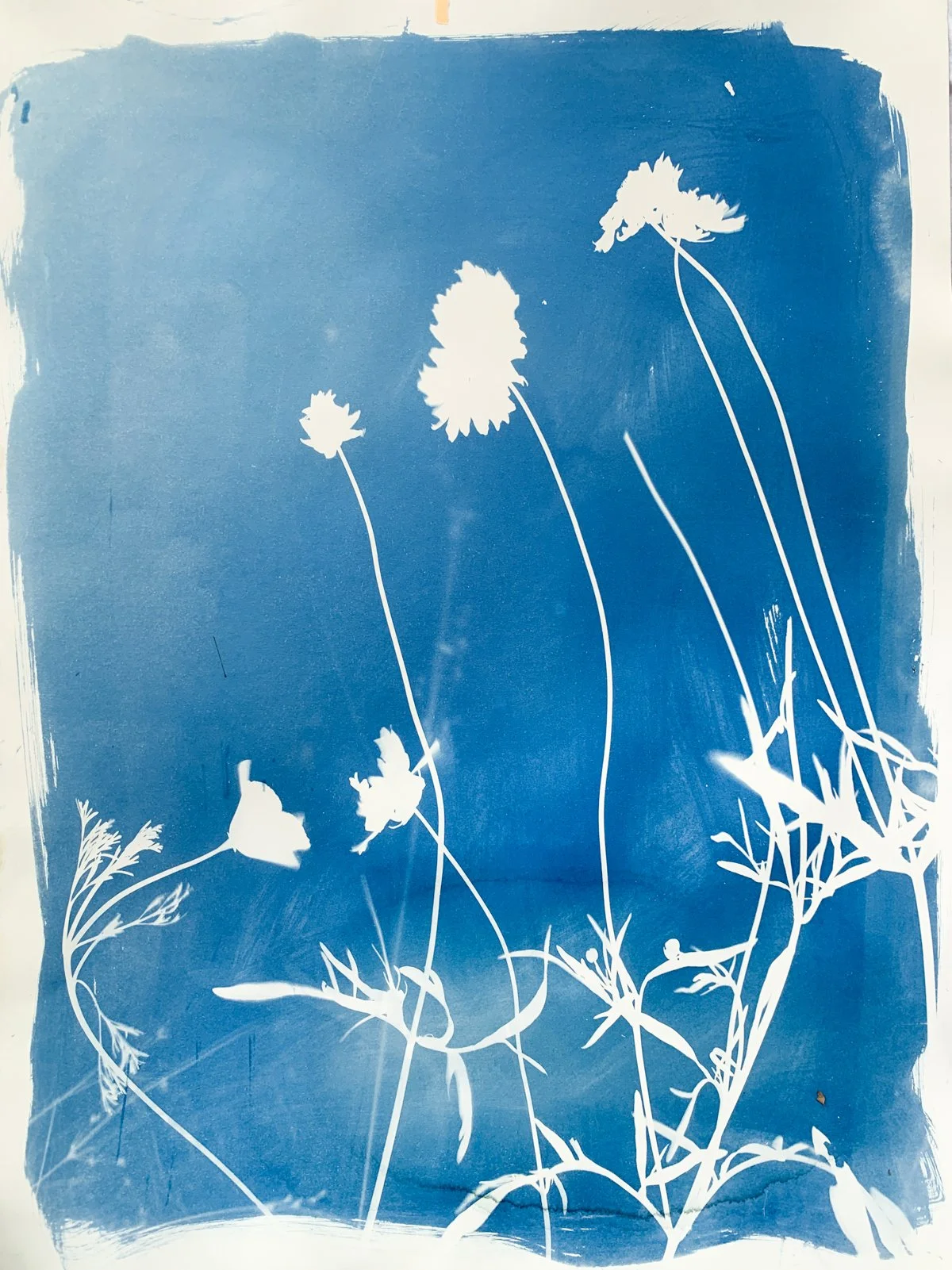 cyanotype_calendula_18x24-4227.jpg