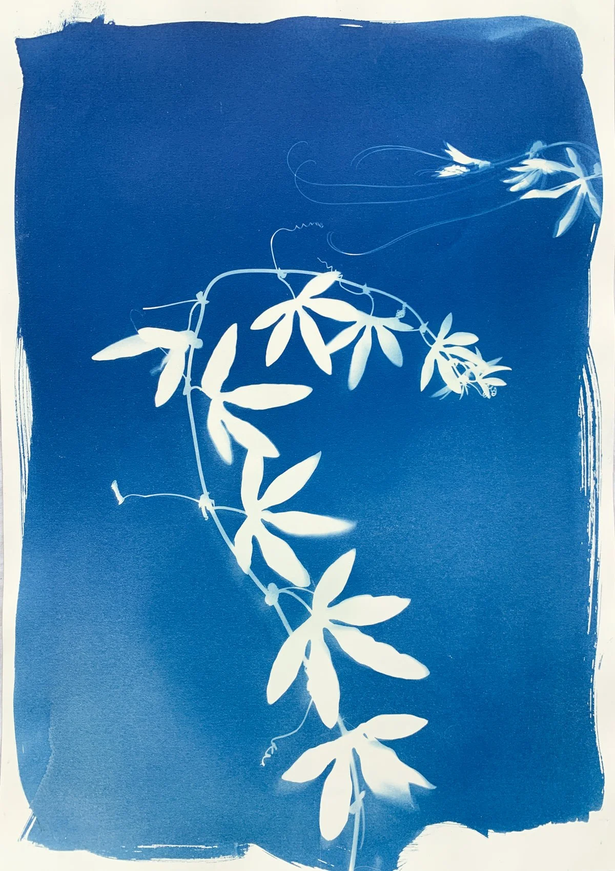 cyanotype_maypop_14x20-4226.jpg