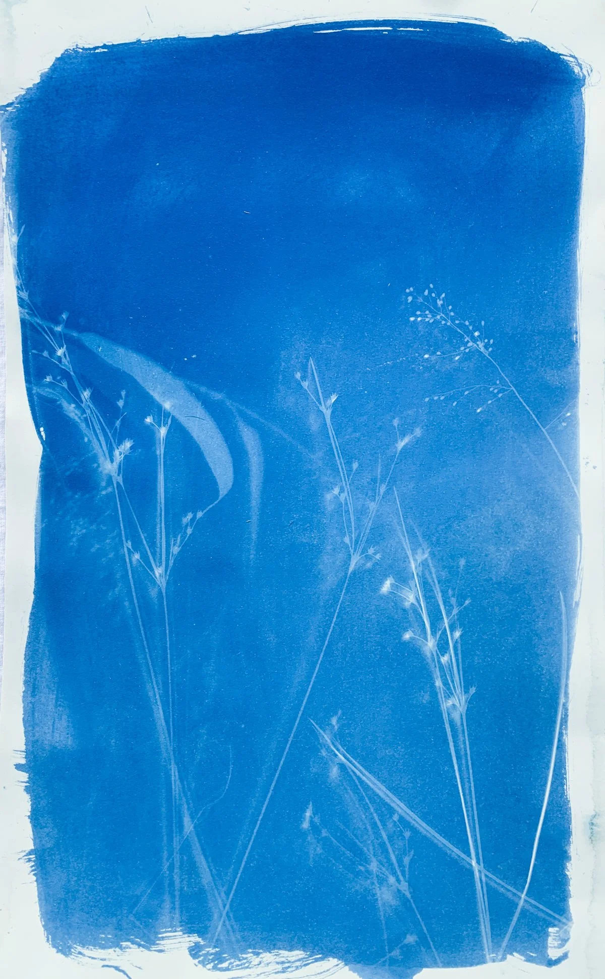 cyanotype_meadow_11x18-4224.jpg