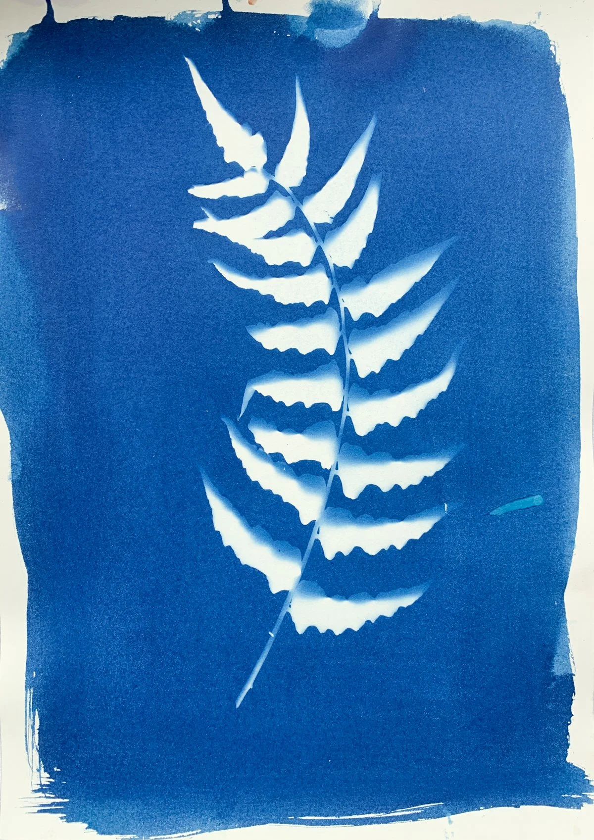 cyanotype_fern_10x14-4223.jpg