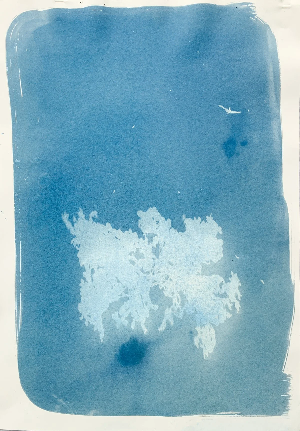 cyanotype_seaweed_14x22-4221.jpg