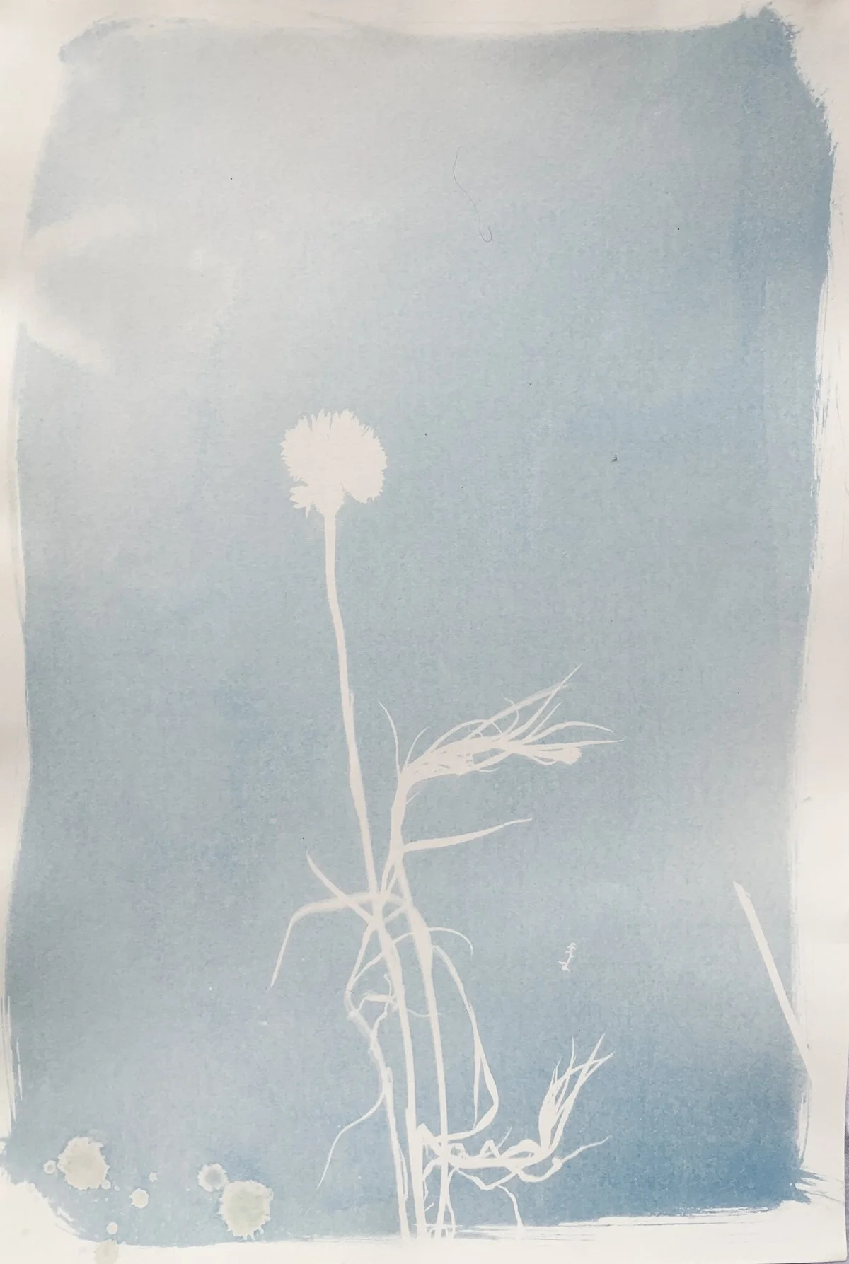 cyanotype_faded dianthus_12x18-4212.jpg