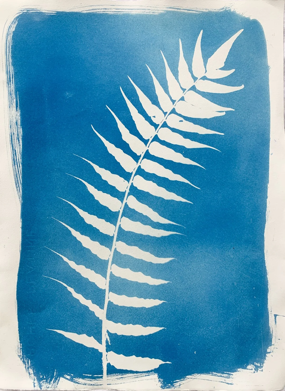 cyanotype_fern_11x14-4207.jpg