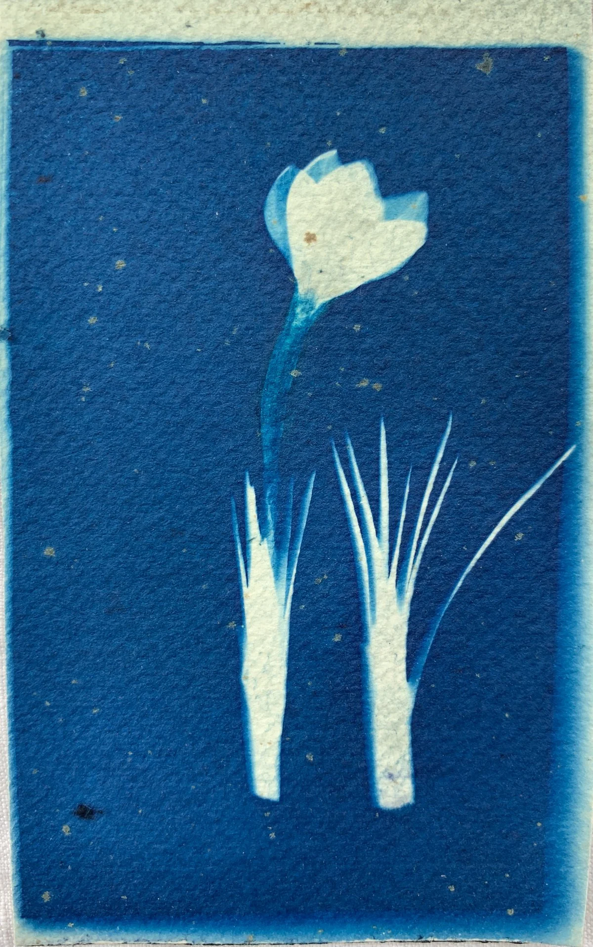 cyanotype_crocus_2.75x5-4203.jpg