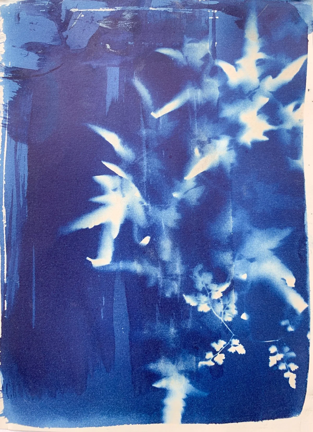cyanotype_water fern_9x12-4200.jpg