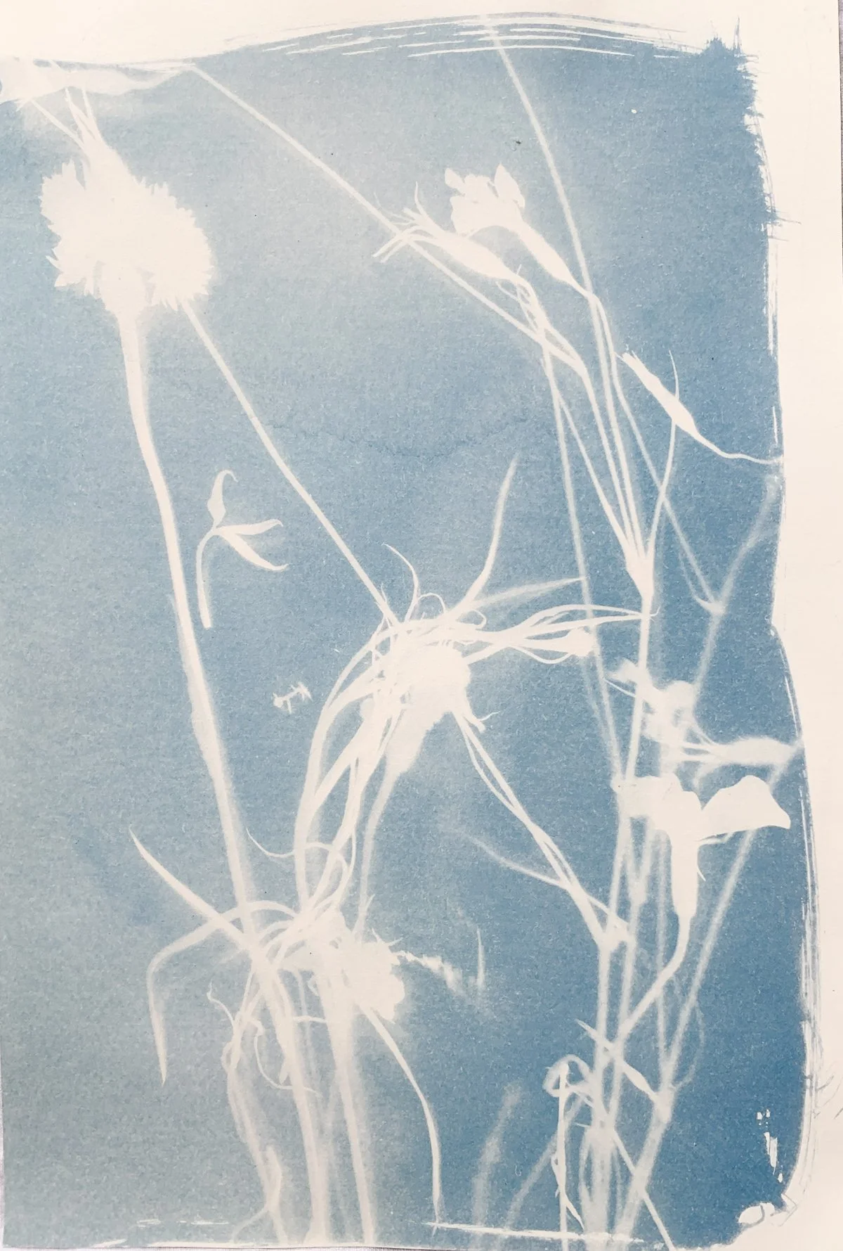 cyanotype_meadow_8.25x12-4199.jpg