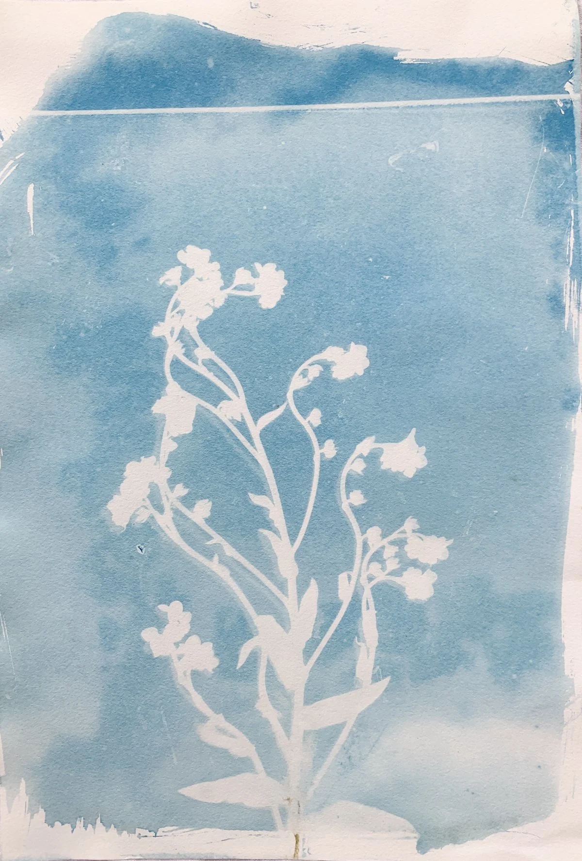 cyanotype_forget me not_7.5x11-4198.jpg