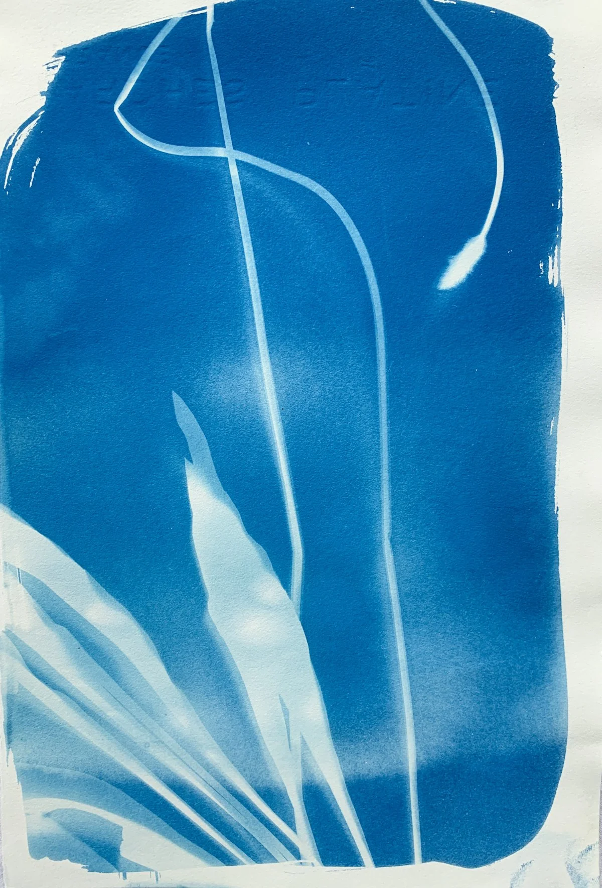 cyanotype_plantain_7.5x11-4193.jpg