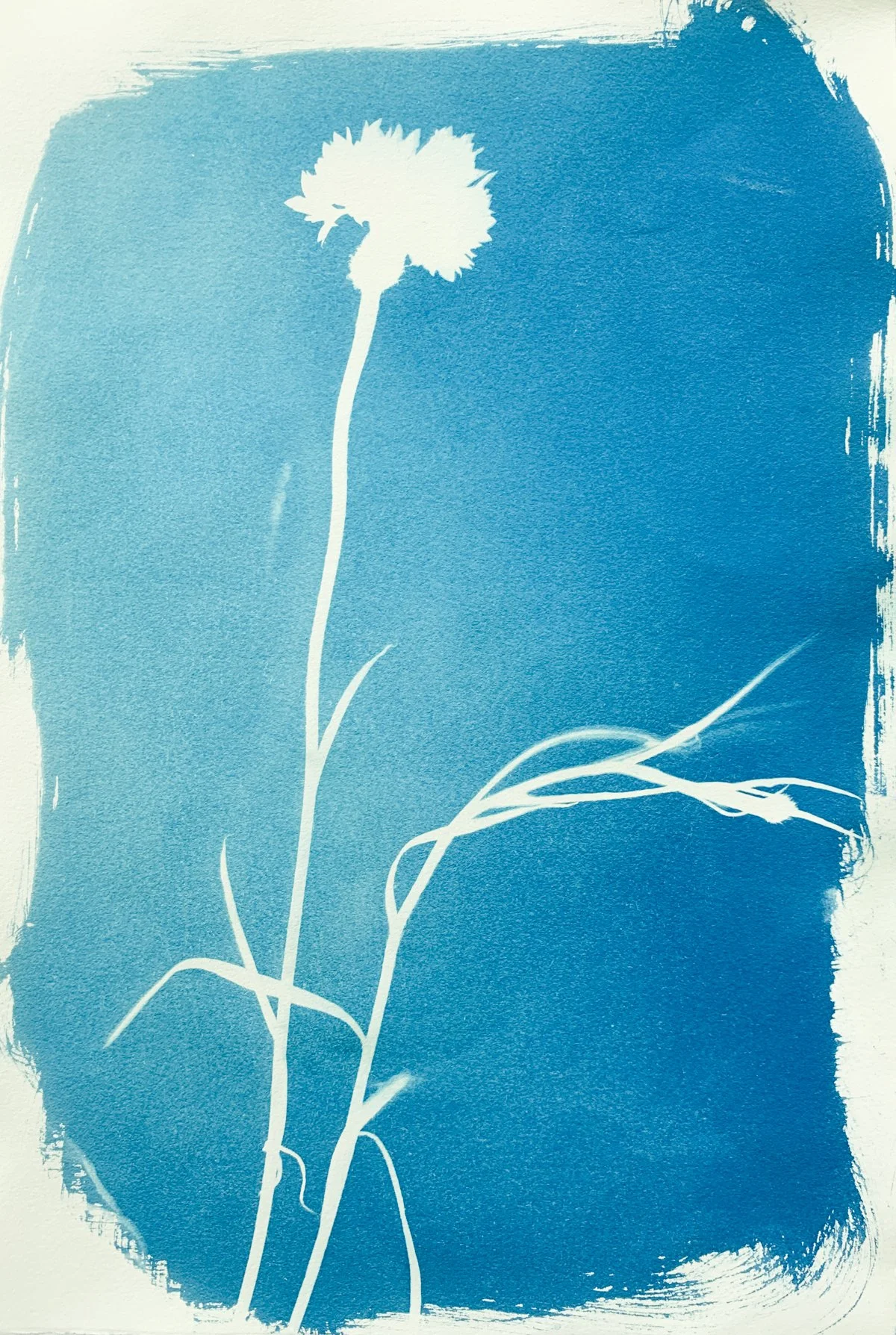 cyanotype_dianthus_7.5x11-4191.jpg