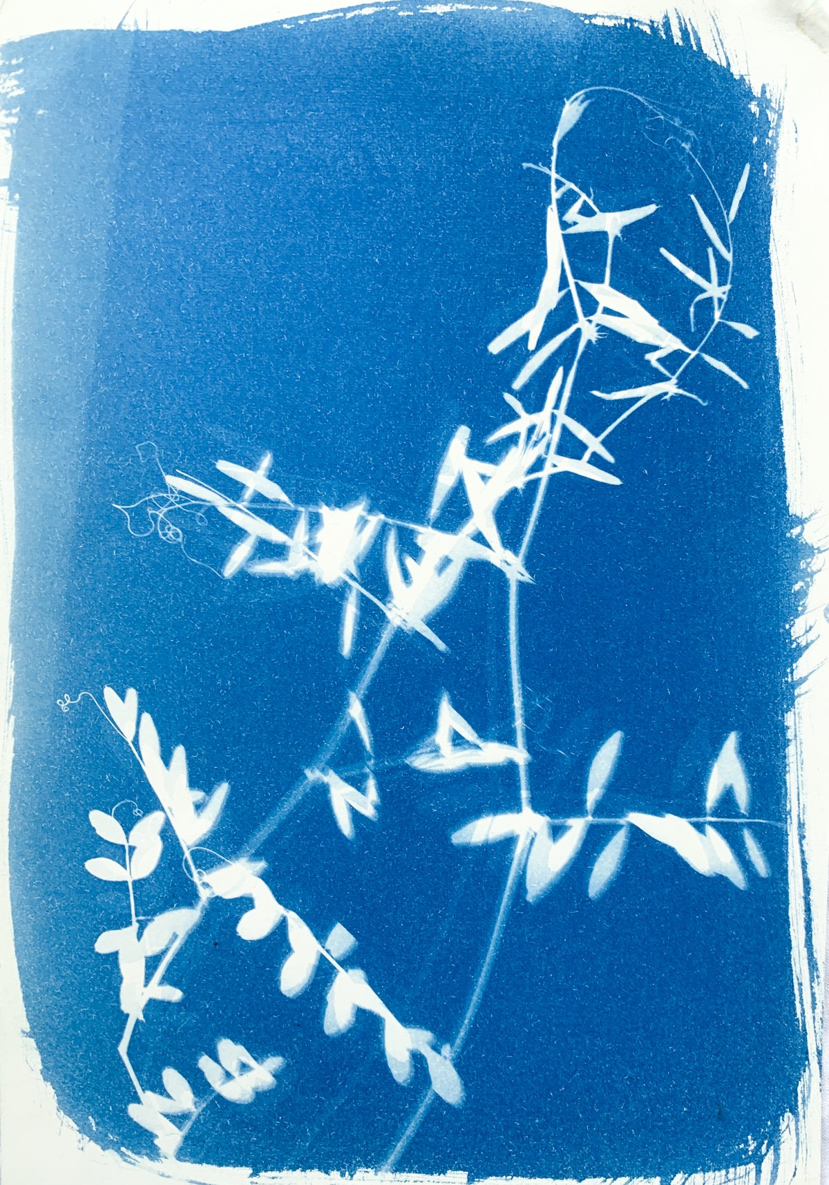 cyanotype_vetch_7.25x10.25-4189.jpg