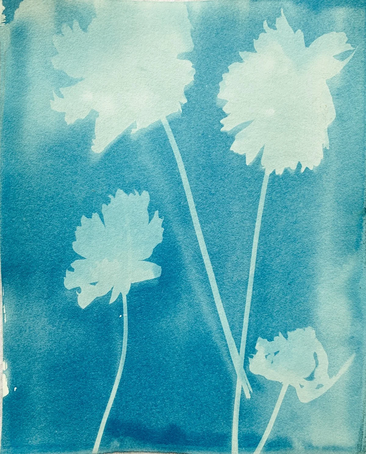 cyanotype_geranium family_6.5x7-4186.jpg