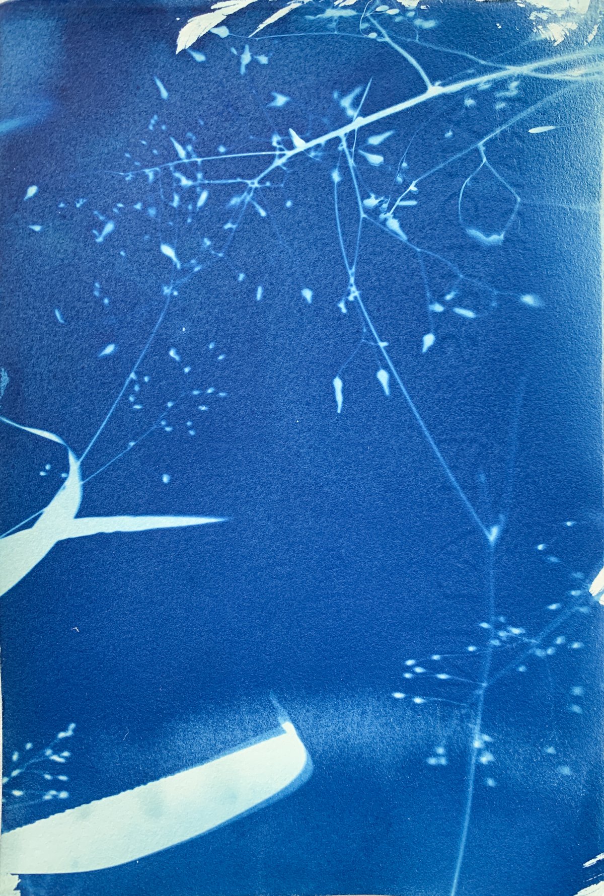 cyanotype_shadows_5.5x7.5-4181.jpg