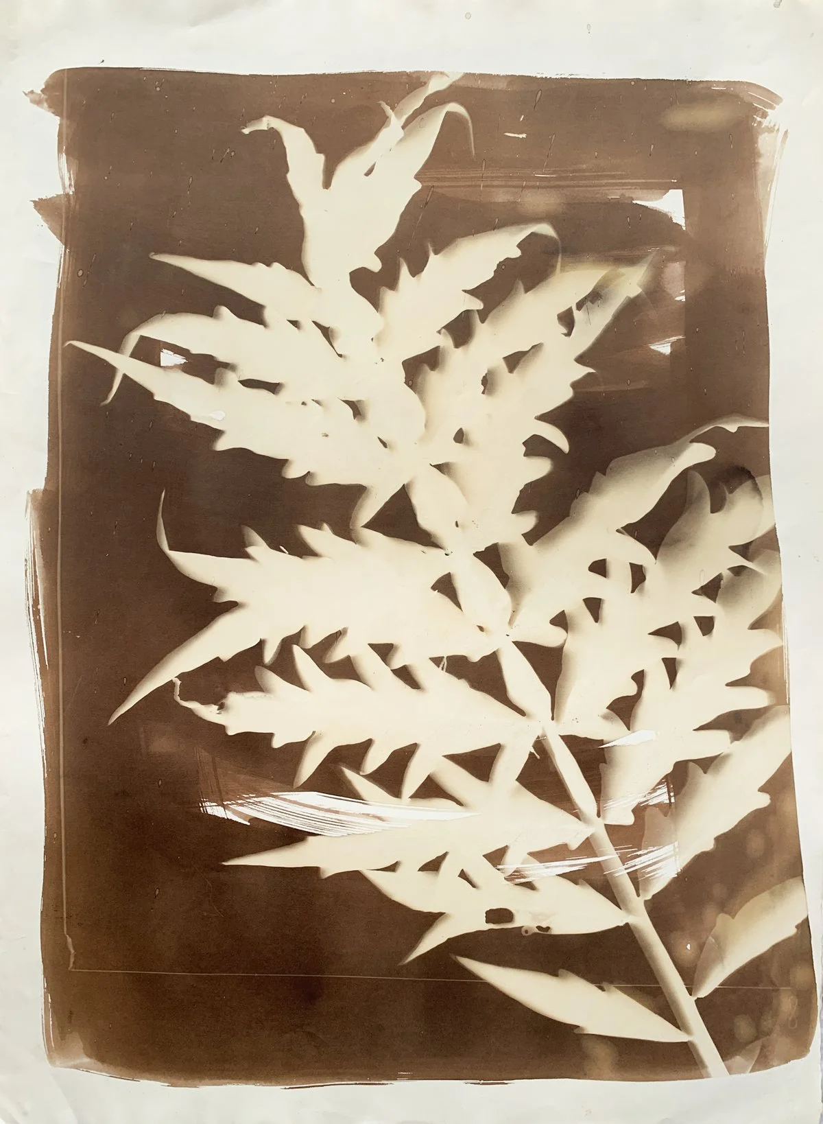 sepia_cardoon_22x30-4178.jpg