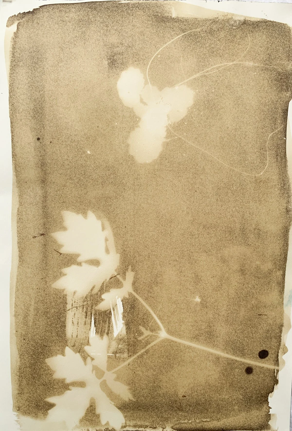 sepia_two specimens_14x20-4174.jpg