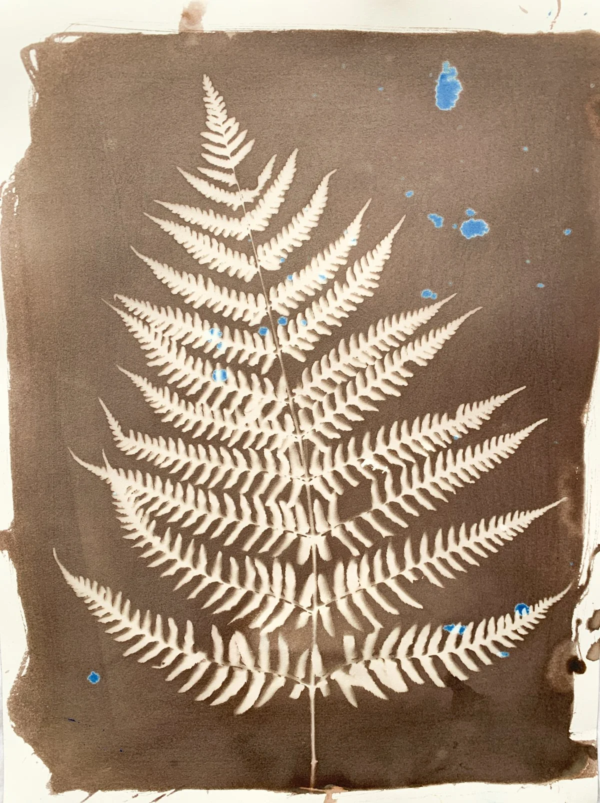 sepia_fern with blue_12x14-4173.jpg