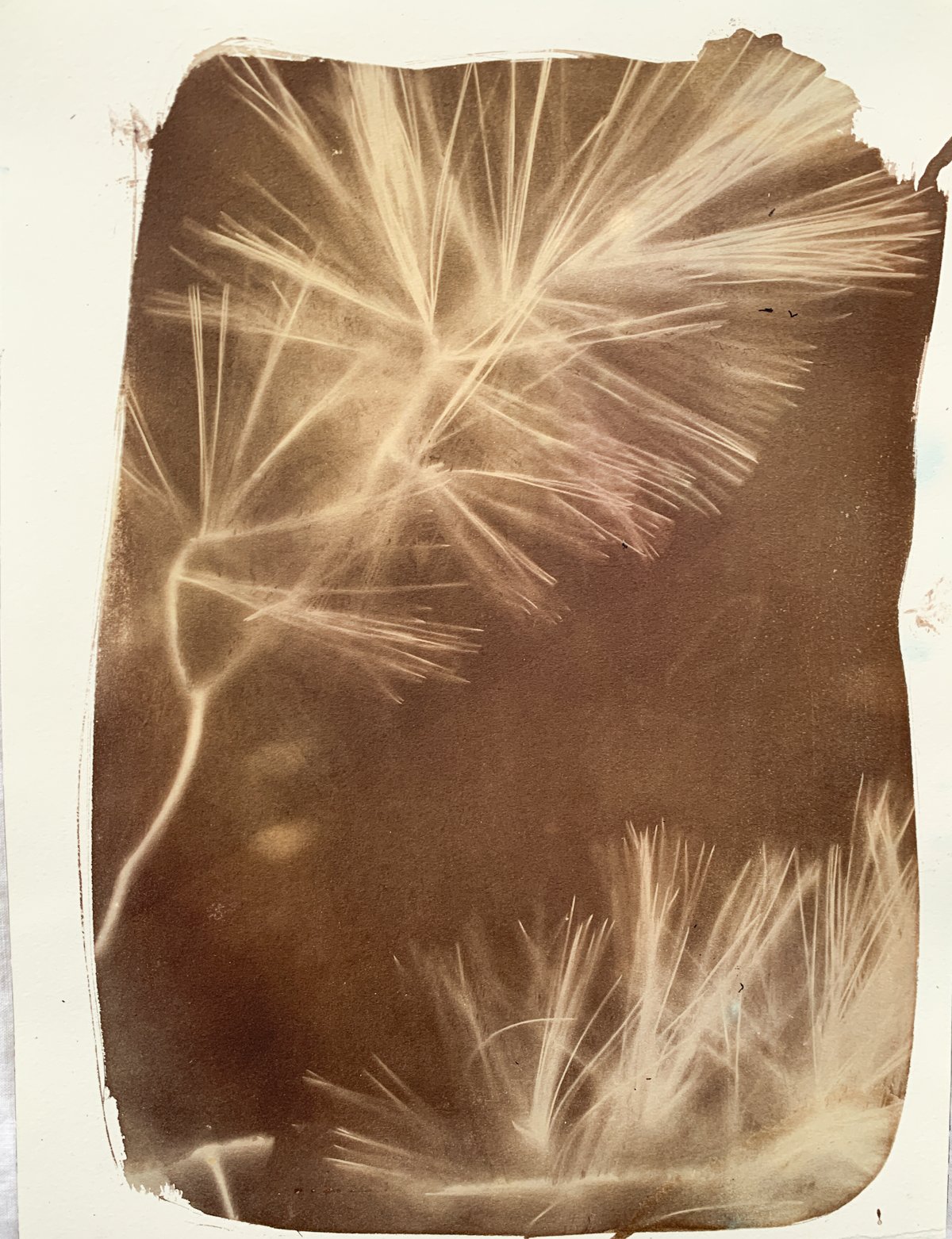 sepia_piney_7x10-4171.jpg