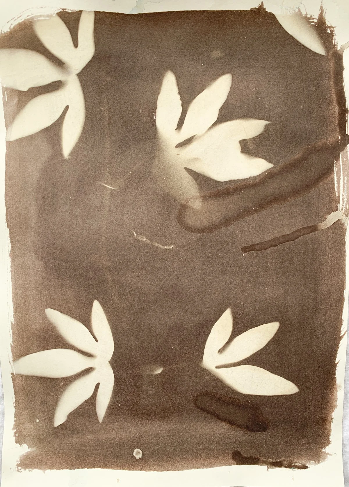 sepia_passionflower vine_7x10-4172.jpg