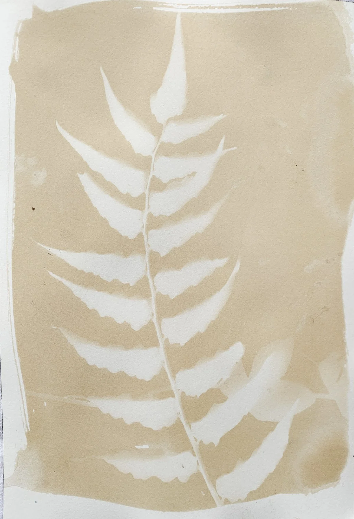 sepia_fern_7x10-4169.jpg
