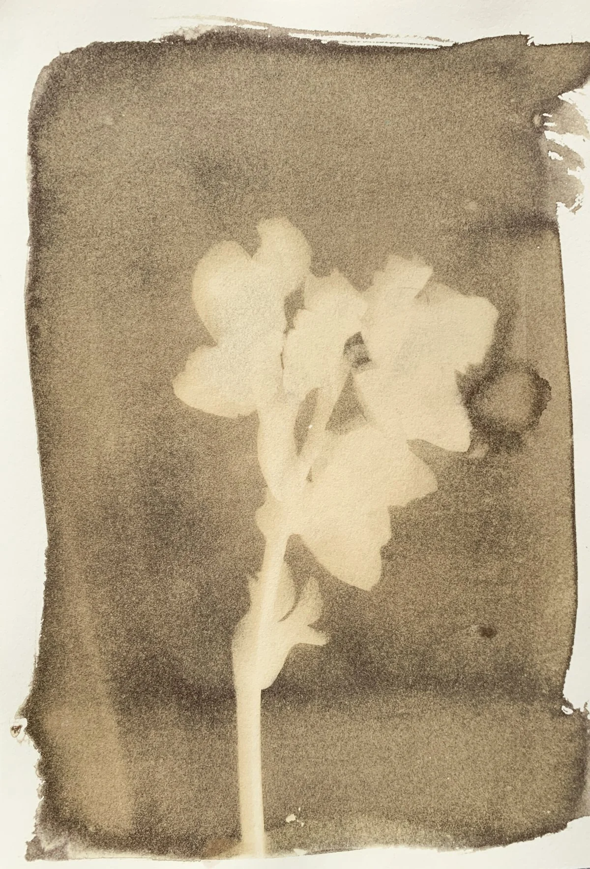 sepia_hellebores_7x10-4168.jpg