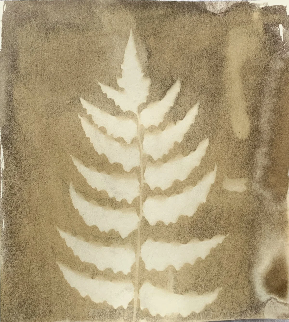 sepia_fern_6x6.5-4165.jpg