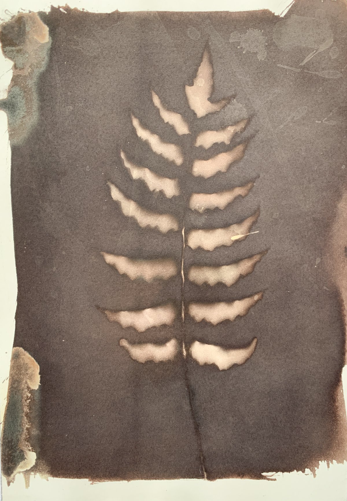 sepia_fern_7x10-4164.jpg