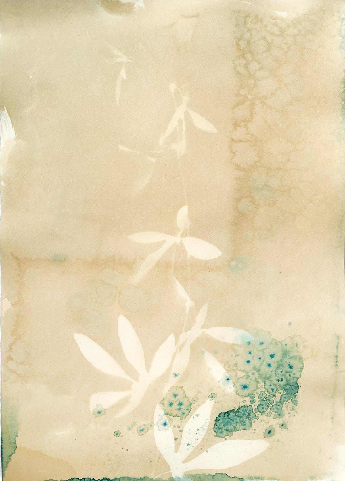 sepia_passionflower_10x14-4162.jpg