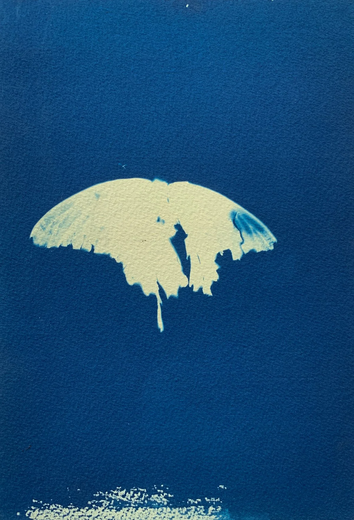 cyanotype_butterfly_6.25x9-4205.jpg