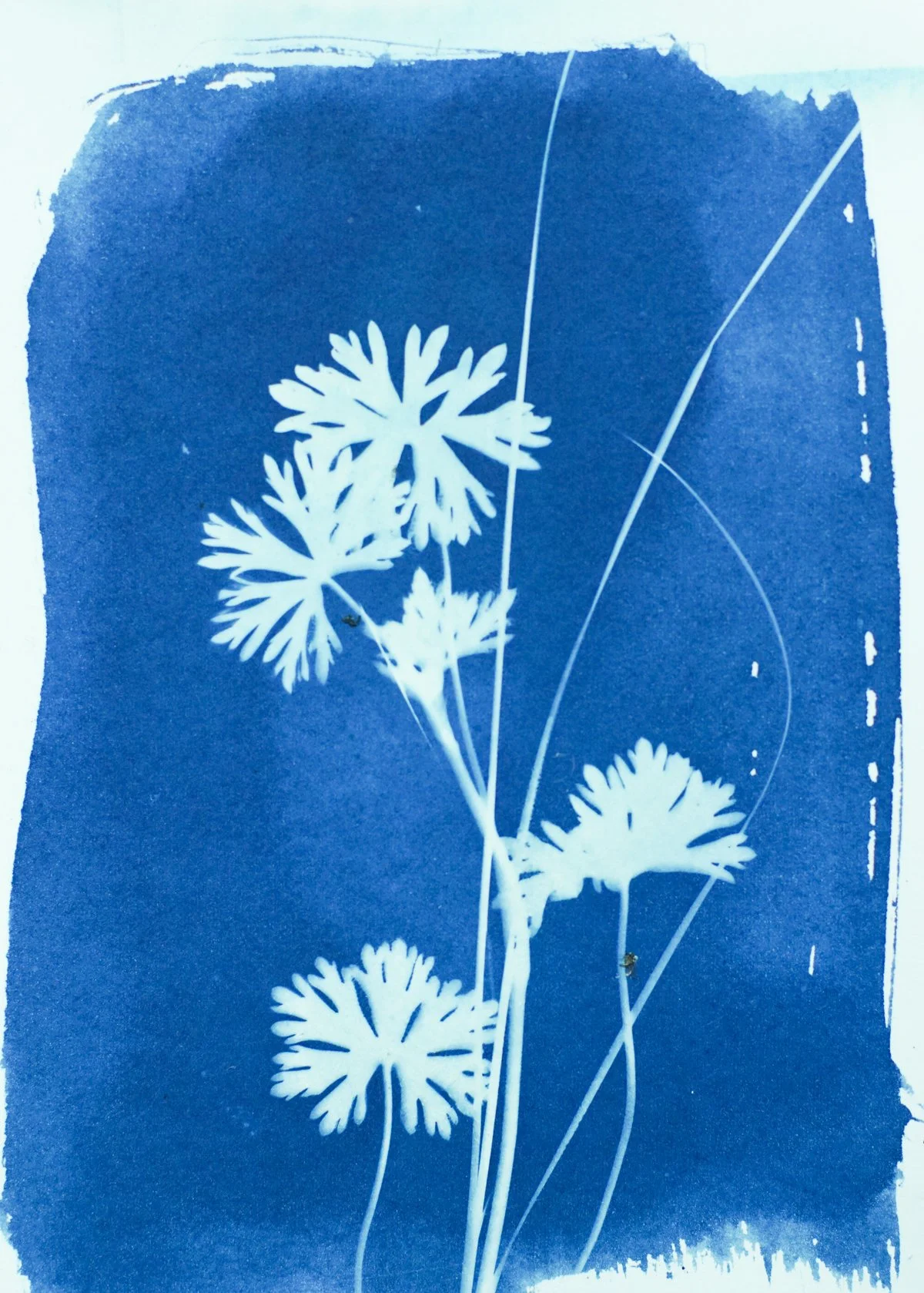 5x7_cyanotype_garden-09399.jpg
