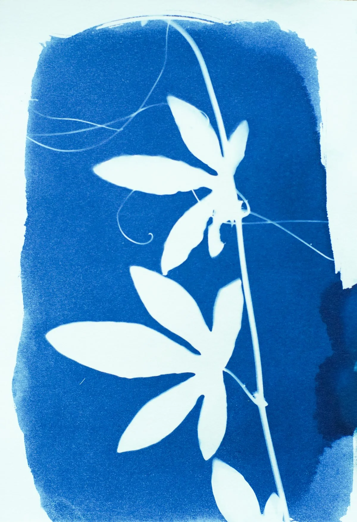 5x7_cyanotype_maypop-09398.jpg