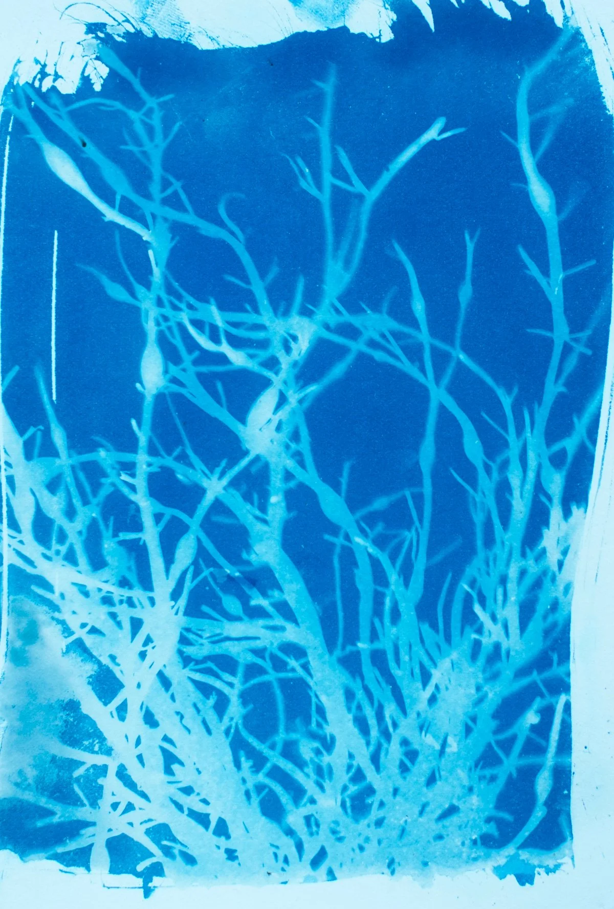 5x7.25_cyanotype_seaweed-09425.jpg