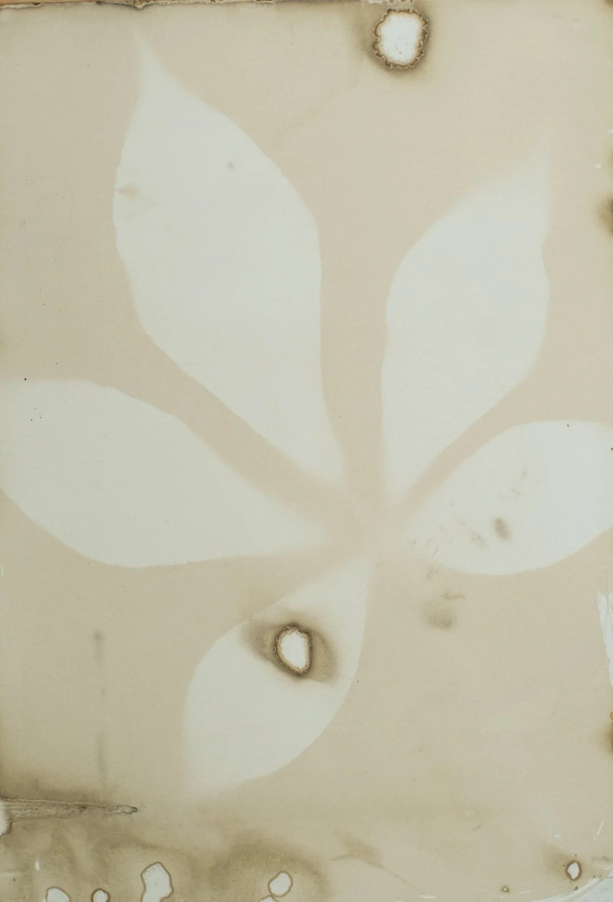 7.25x10.25_sepia_buckeye-09417.jpg