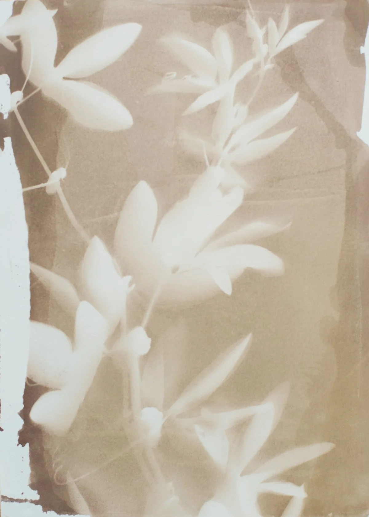 7.25x10.25_sepia_maypop-09415.jpg