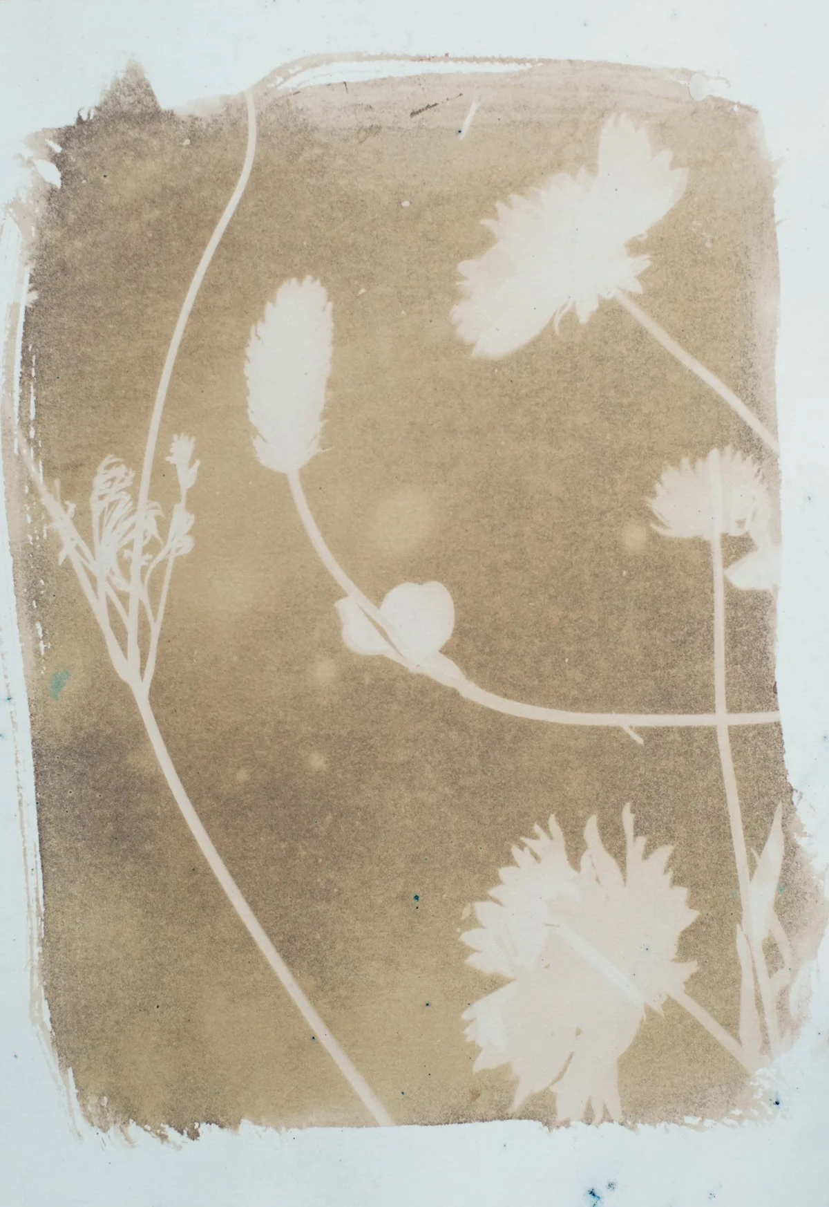 7.25x10.25_sepia_meadow-09416.jpg