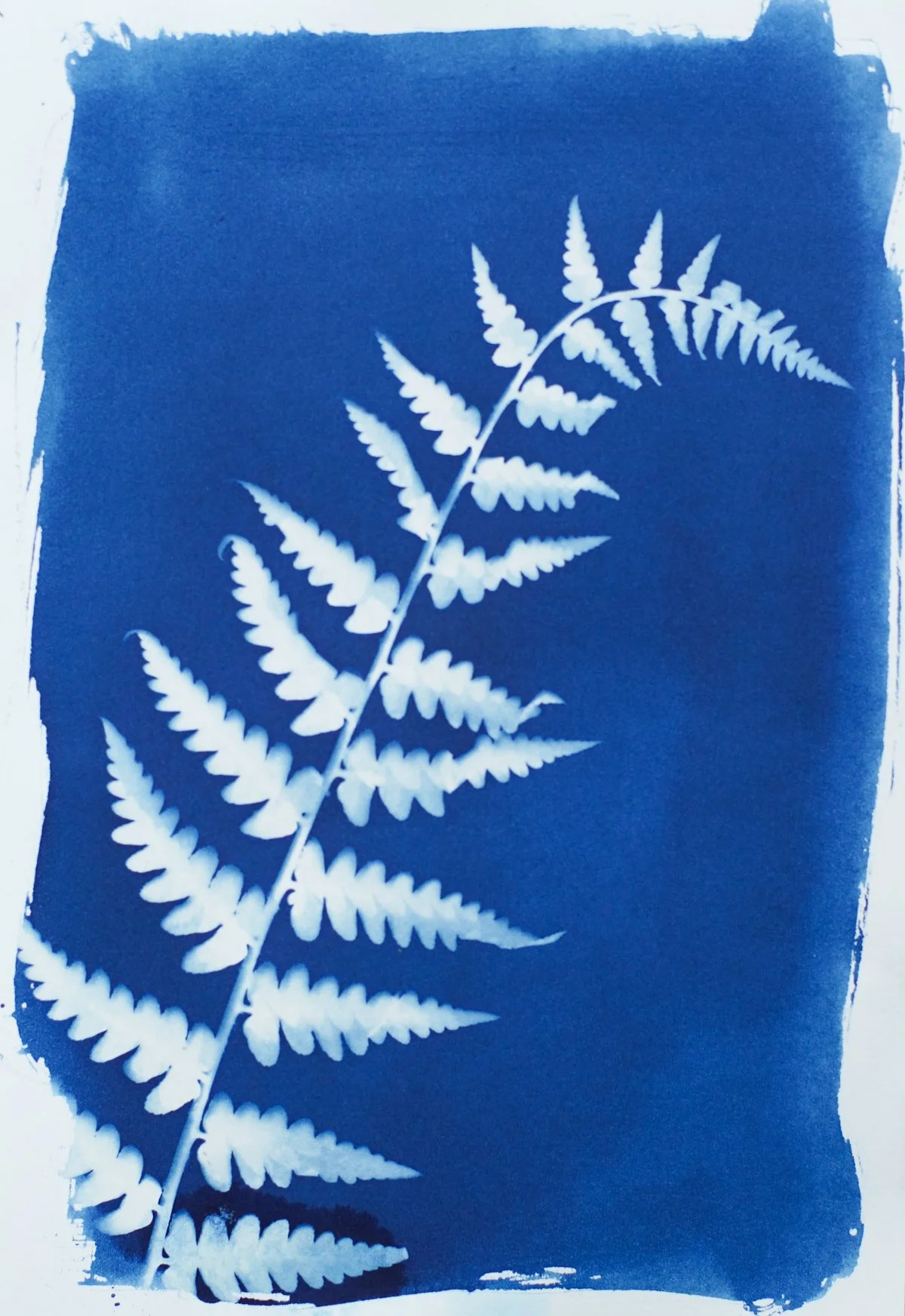 7x9_cyanotype_fern-09371.jpg
