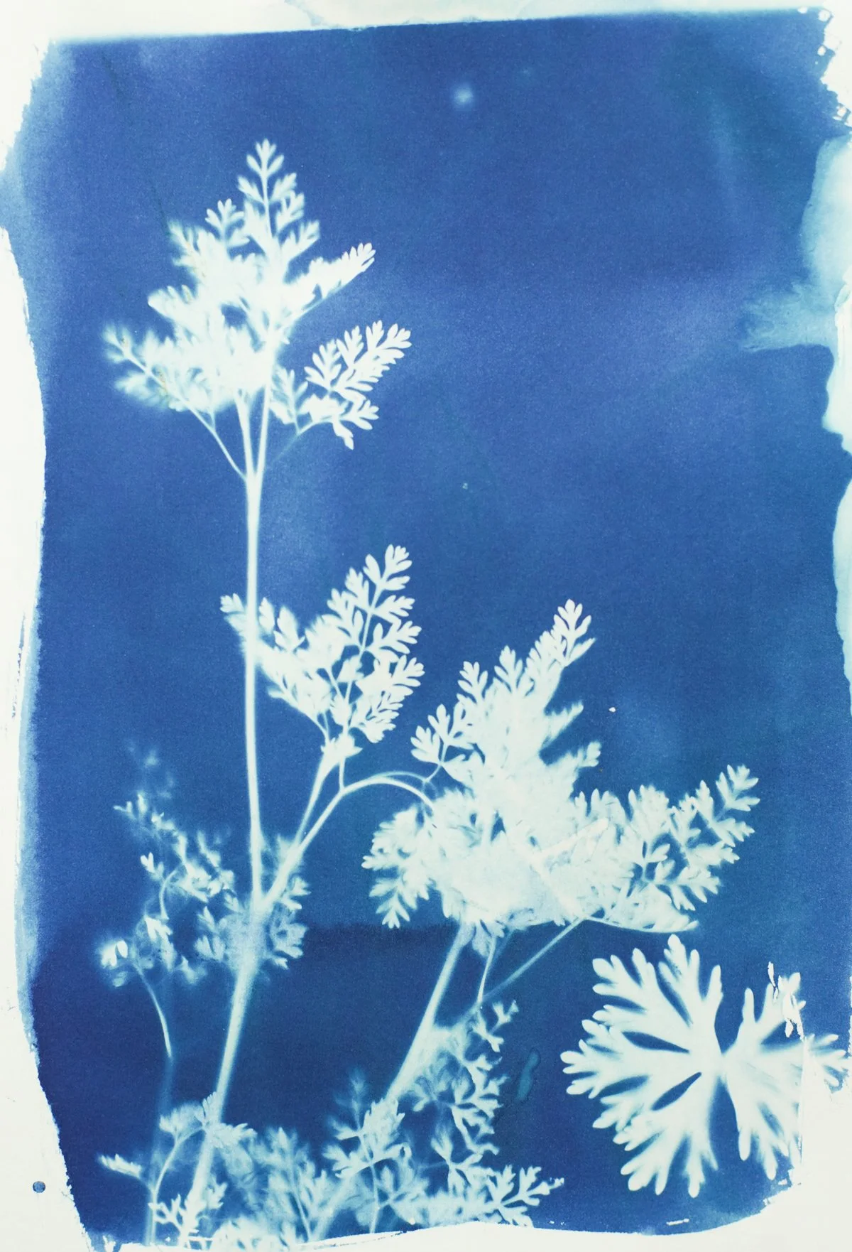 7x9_cyanotype_garden-09383.jpg
