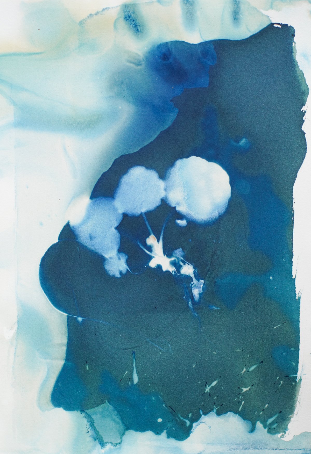 7x9_cyanotype_geranium watery-09378.jpg