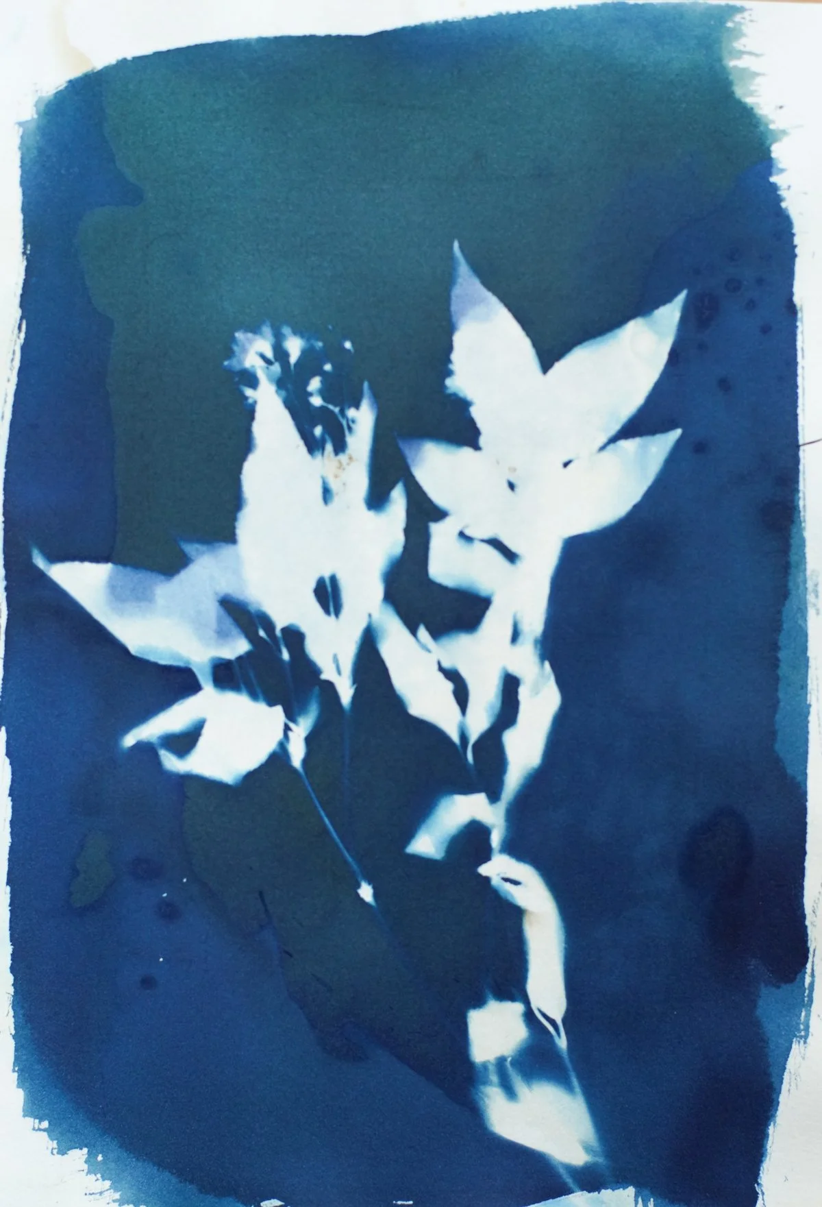 7x9_cyanotype_green2-09376.jpg
