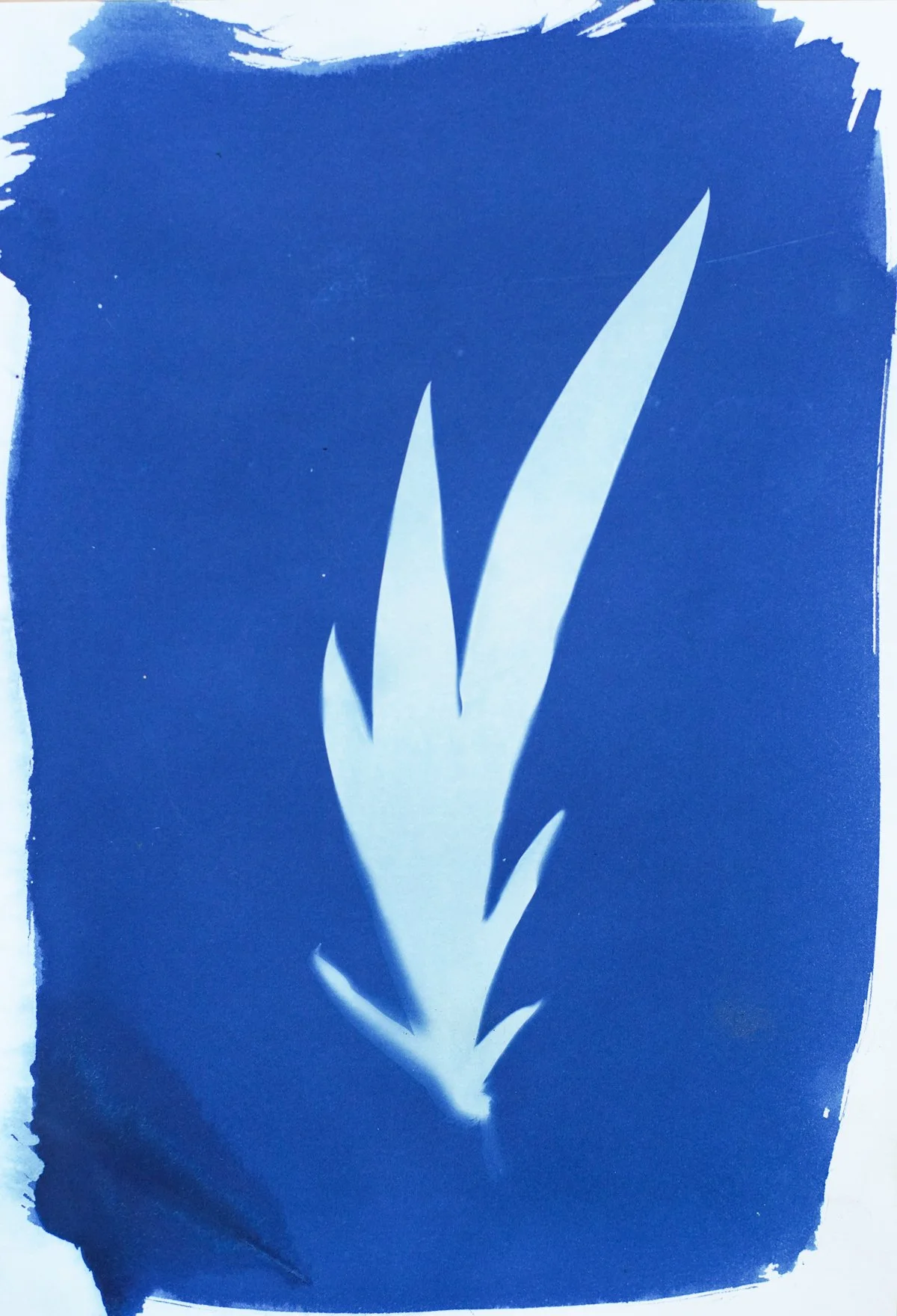7x9_cyanotype_iris-09364.jpg