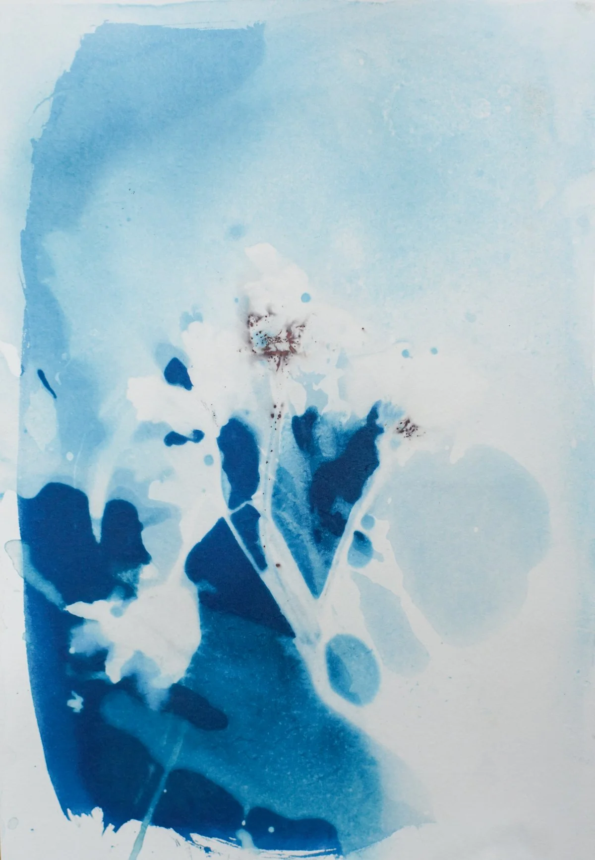 7x9_cyanotype_mystery-09379.jpg