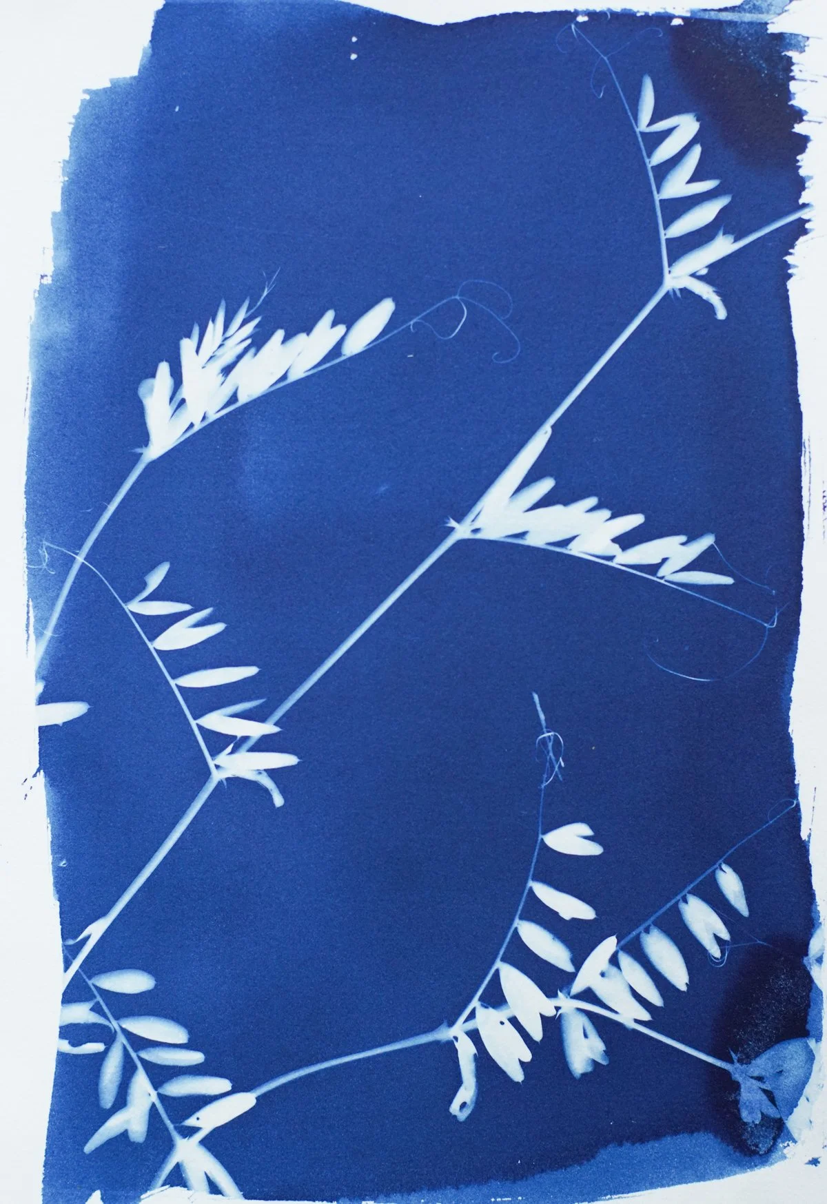 7x9_cyanotype_vetch-09372.jpg
