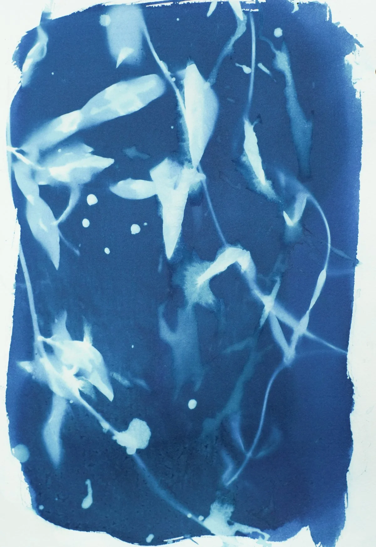 7x9_cyanotype_vines-09380.jpg