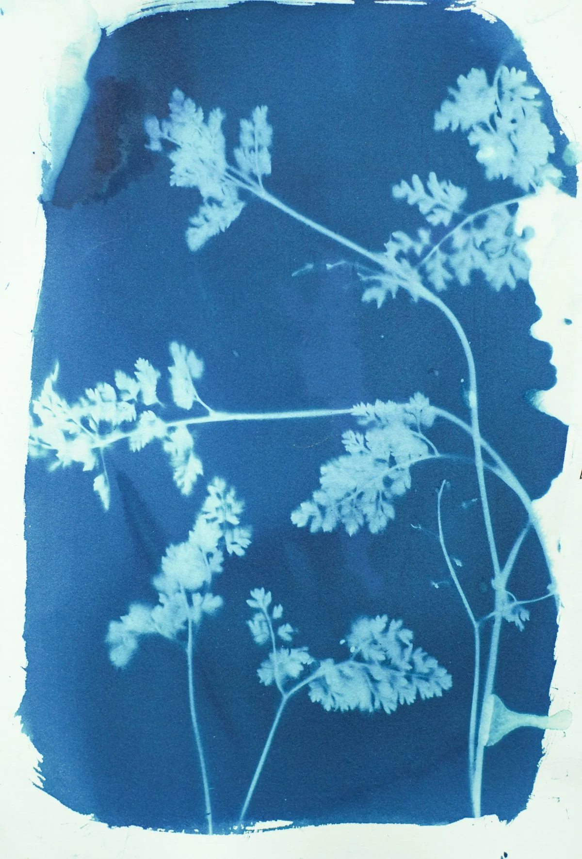 7x9_cyanotype_garden 2-09384.jpg