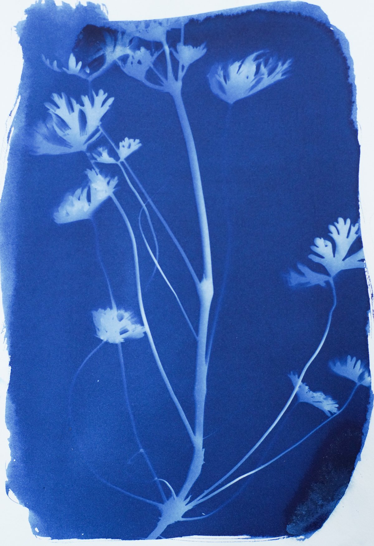 7x9_cyanotype_garden-09374.jpg