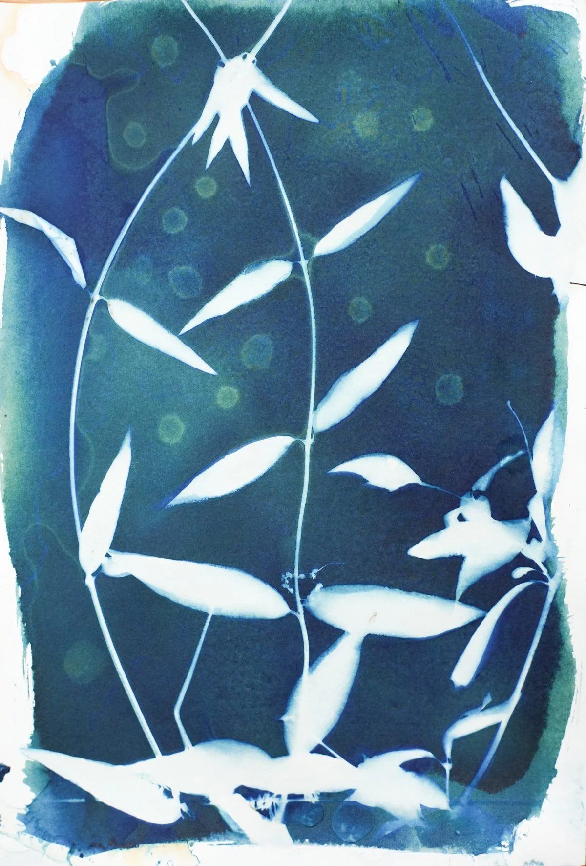 7x9_cyanotype_jasmine-09381.jpg