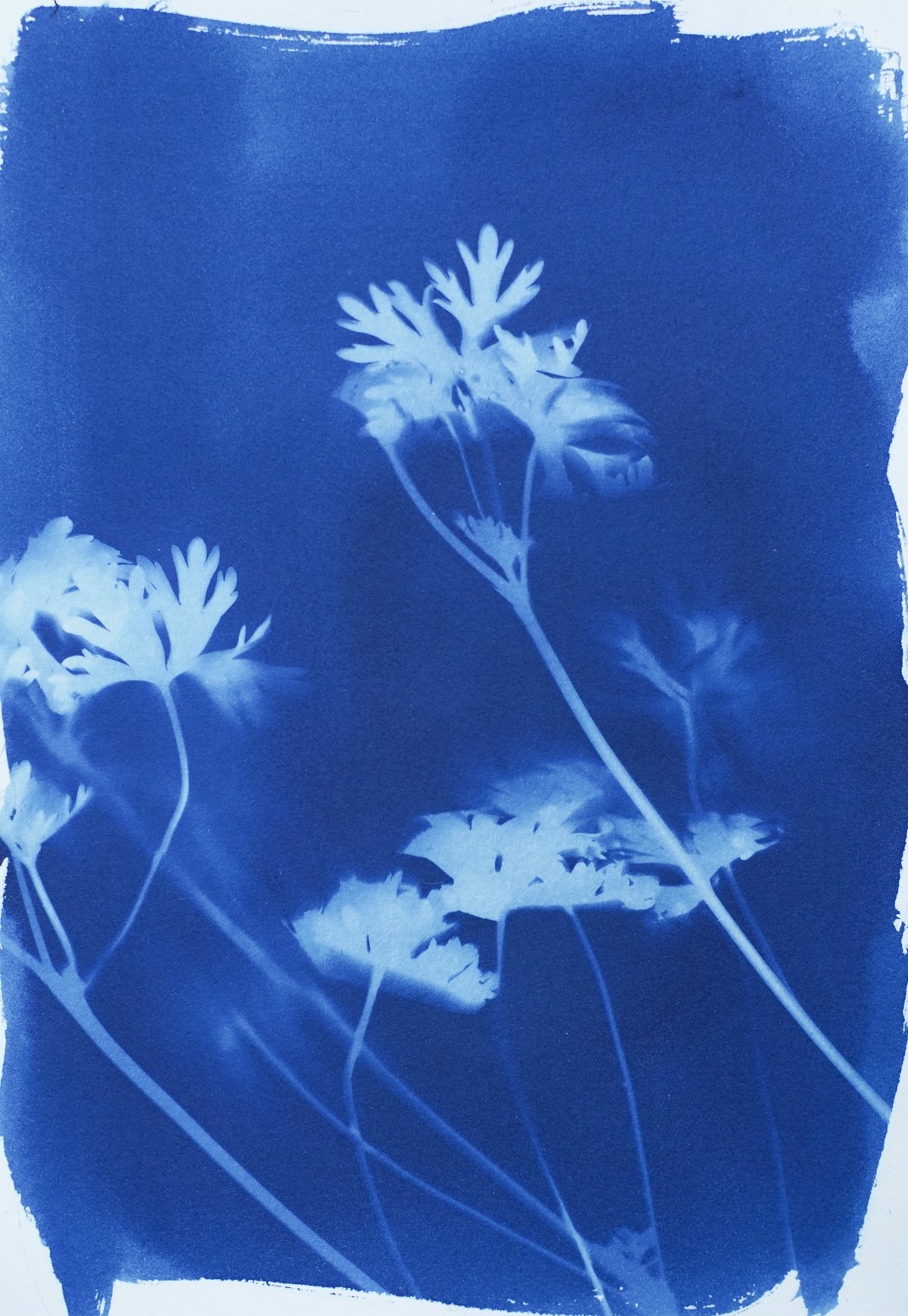 7x9_cyanotype_wild geranium-09365.jpg