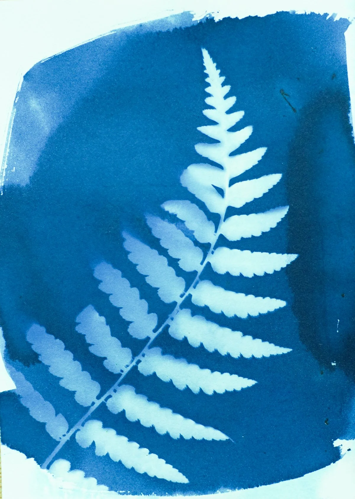 5x7_cyanotype_fern-09397.jpg