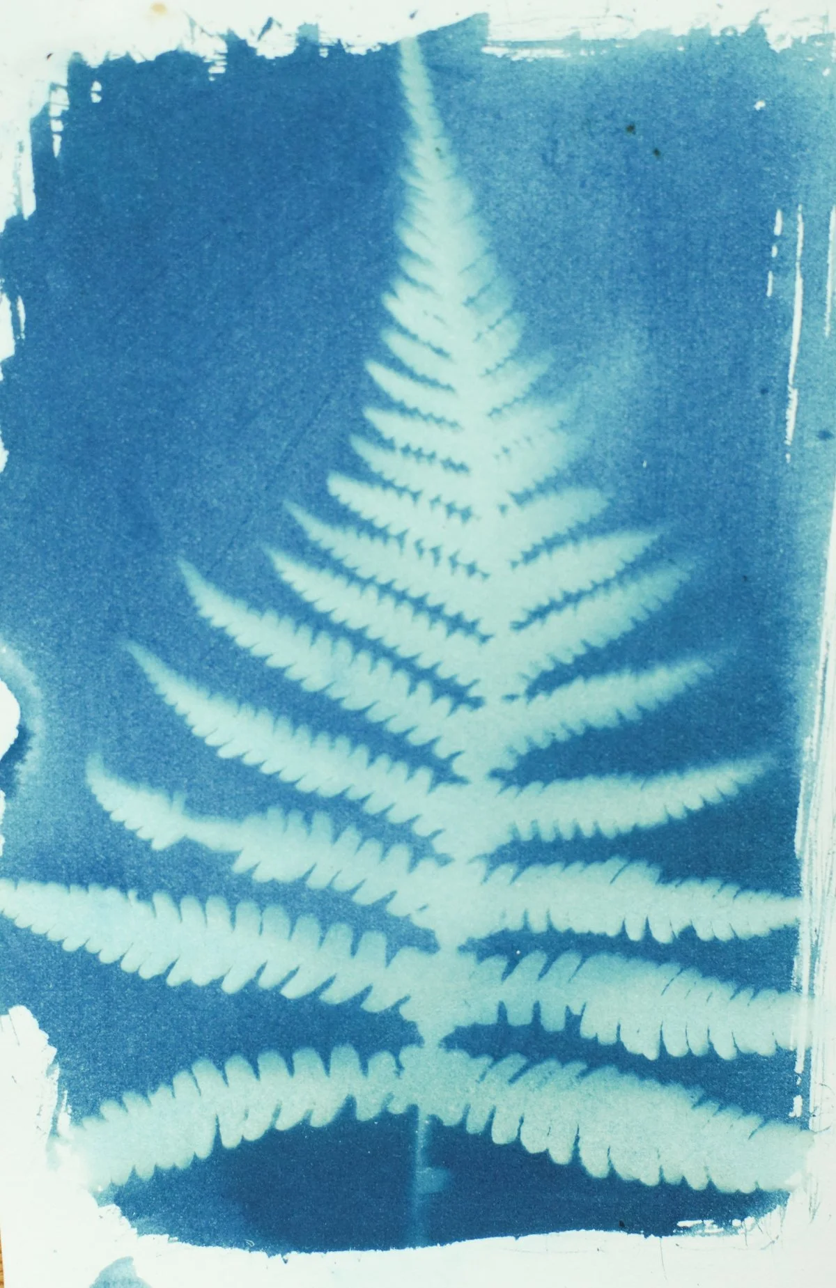 5x7_cyanotype_fern-09400.jpg